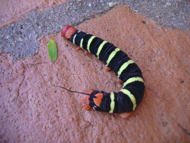 Gusanito con antena de Radio.jpg