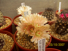 Thelocephala Napina sp.huasco.jpg