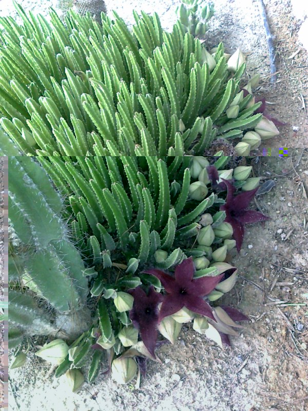 Stapelia grandiflora masson-Foto0071 [800x600].jpg