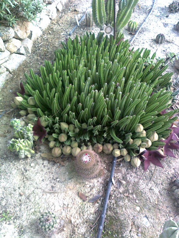 Stapelia grandiflora masson-Foto0070 [800x600].jpg