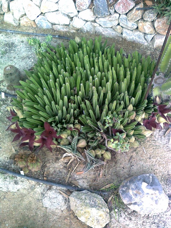 Stapelia grandiflora masson-Foto0069 [800x600].jpg