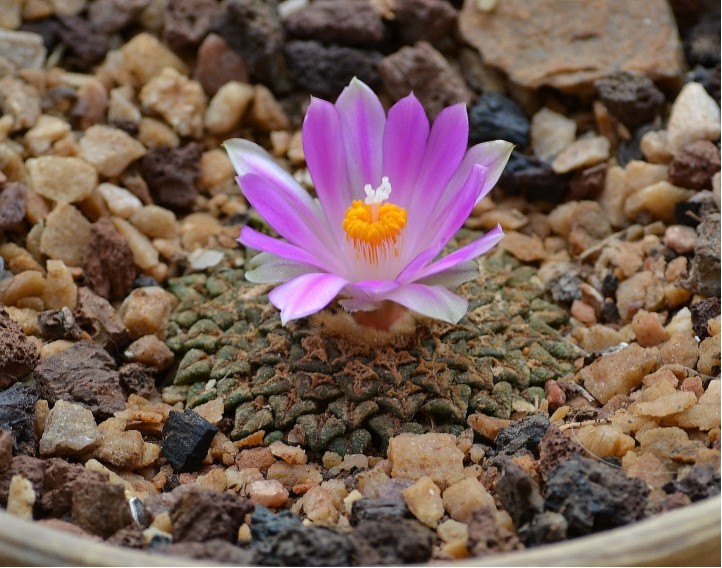 Ariocarpus kotschoubeyanus111012 018 [50%] [50%].jpg