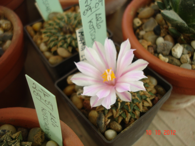 A 024.jpg