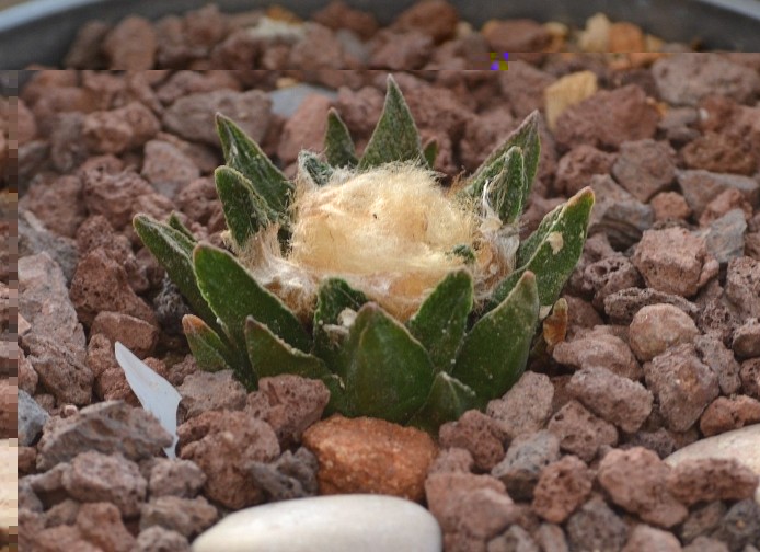 A. scaphirostris 021012 007 [50%] [50%].jpg