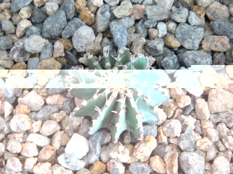 P1050074.JPG