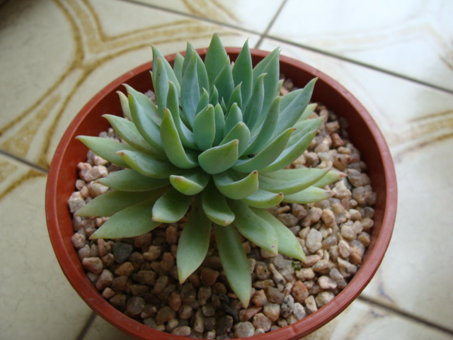 (10) Dudleya Albiflora - 08-08-04 03.jpg