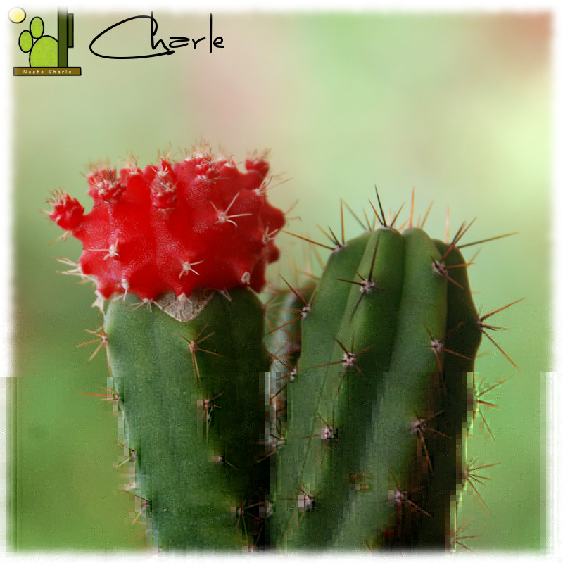 Lageniformis y gymno.jpg