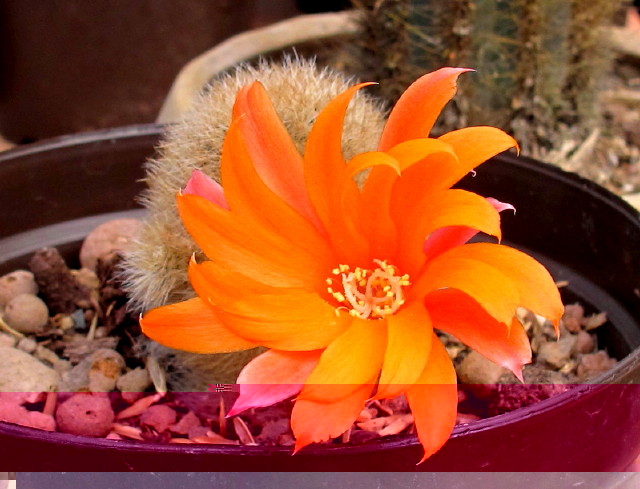 Rebutia fiebrigii  hoffmannii