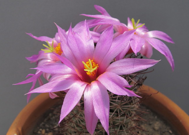 Mammillaria schumannii