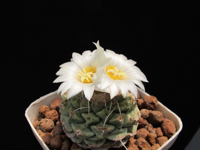 Strombocactus disciformis