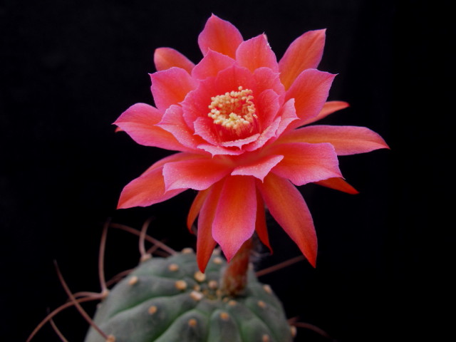 Matucana madisoniorum
