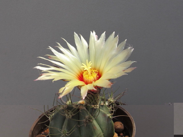 Astrophytum capricorne híbrido