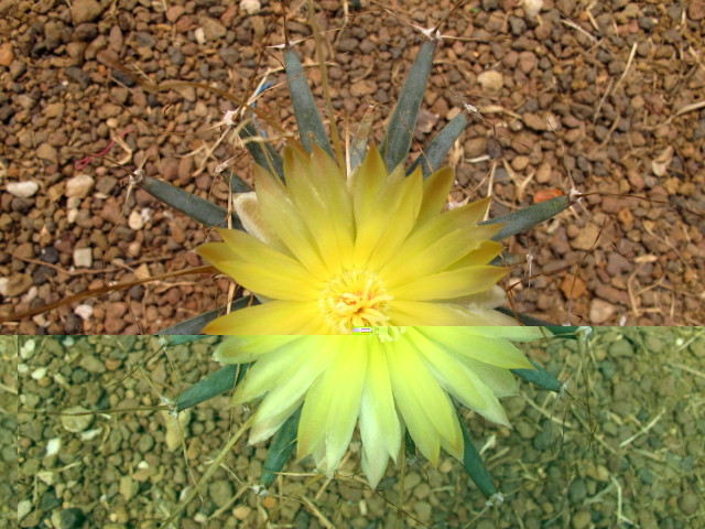 Leuchtenbergia principis
