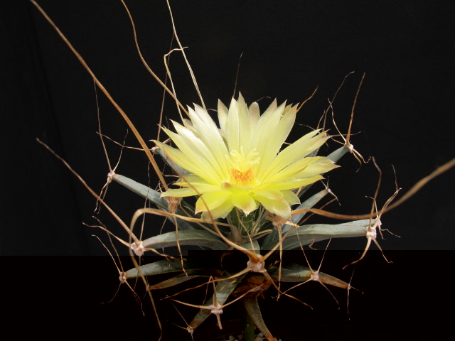 Leuchtenbergia principis