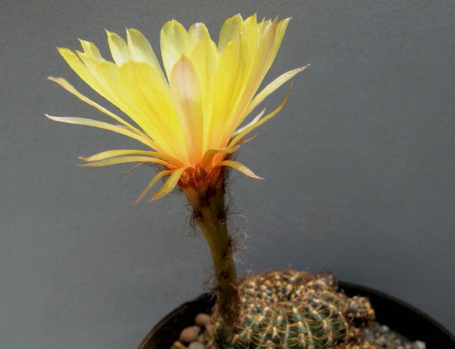 Lobivia arachnacantha
