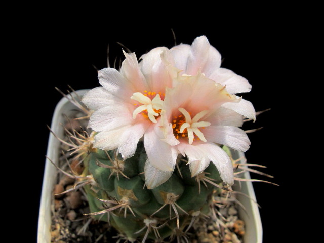 Turbinicarpus lophophoroides