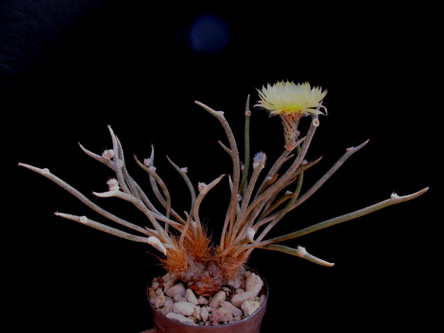 Astrophytum caput-medusae