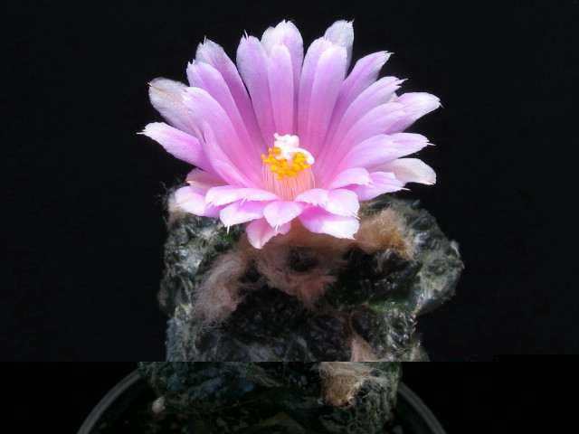 Ariocarpus fissuratus