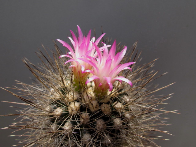 Eriosyce sp ¿subgibbosa?