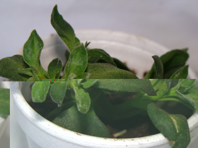 (14) Aptenia Cordifolia - 08-08-07 03.jpg
