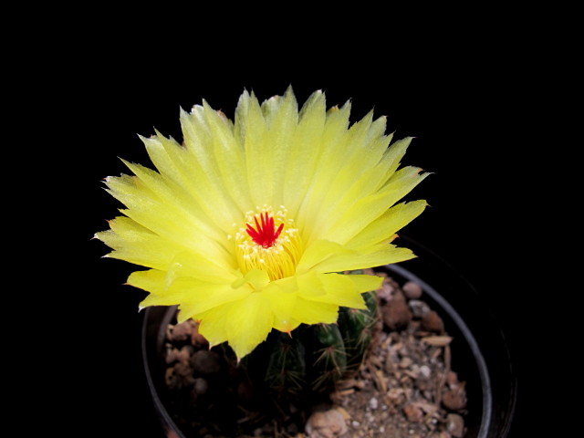 Notocactus laetivirens (Parodia muricata)