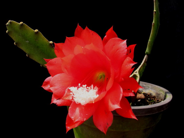 Disocactus ackermannii
