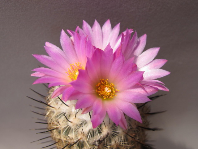 Turbinicarpus beguinii