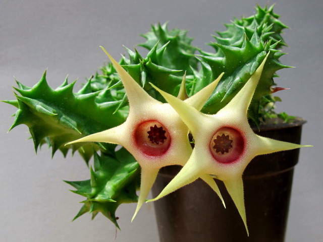 Huernia viereckii