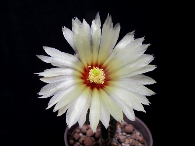 Astrophytum asterias