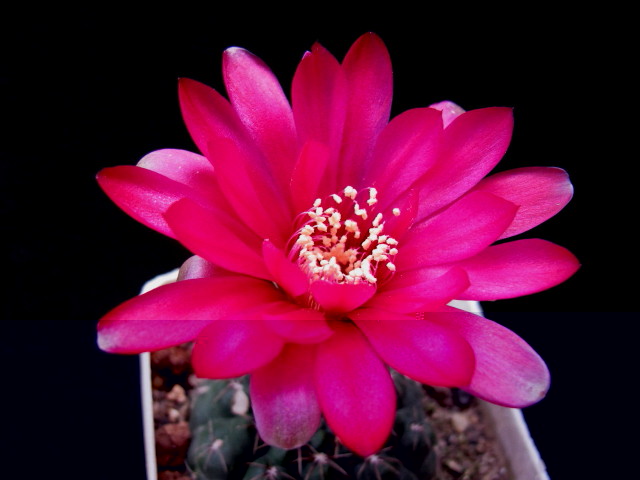 Gymnocalycium baldianum