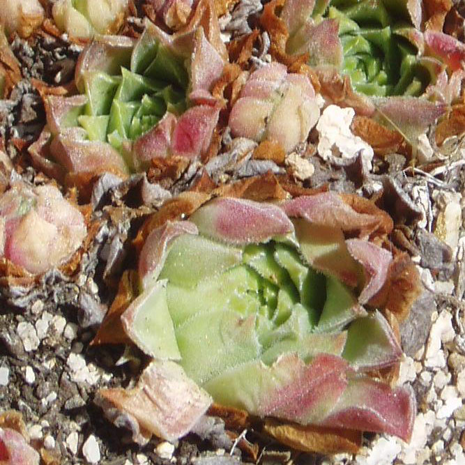 Copia de sempervivum cuevas del sil (7).jpg