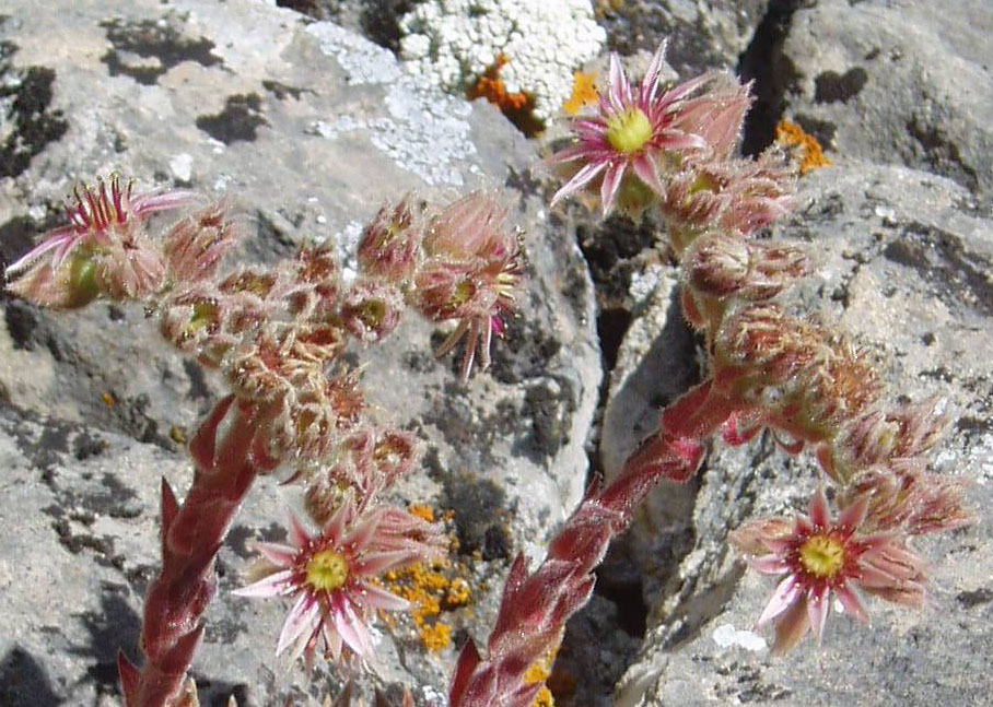 Copia de sempervivum cuevas del sil.jpg