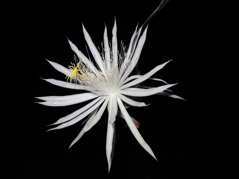 Epiphyllum hookeri ssp guatemalensis