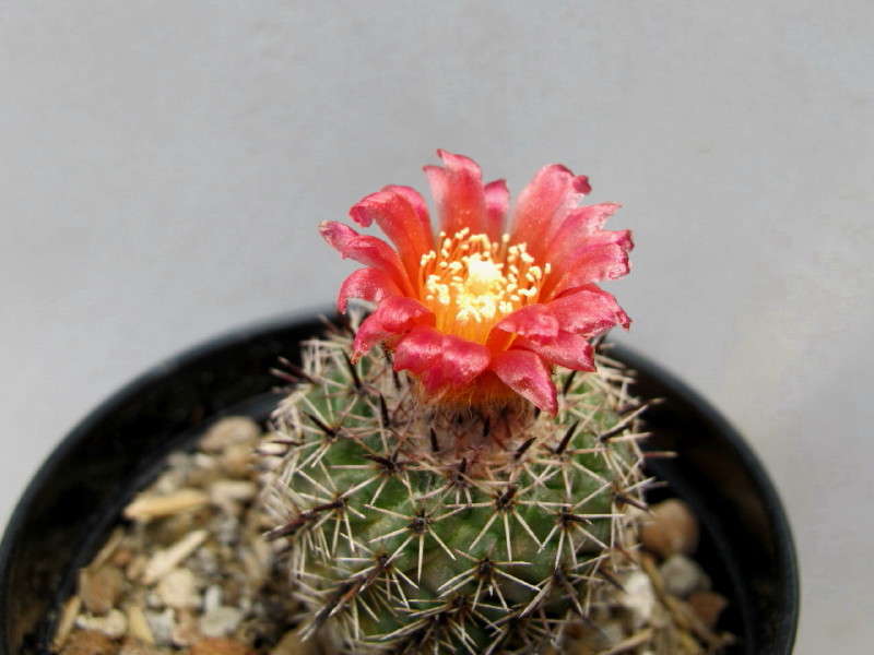 Parodia occulta