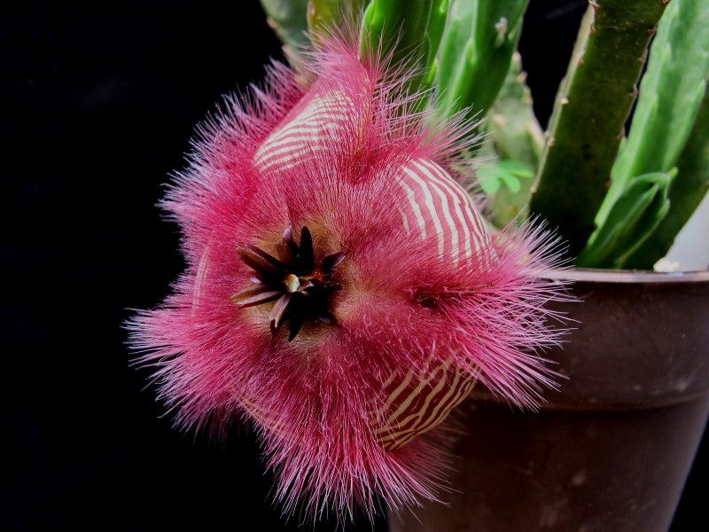 Stapelia sp
