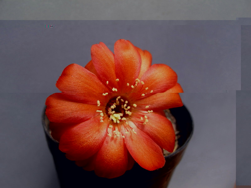 Echinopsis sp