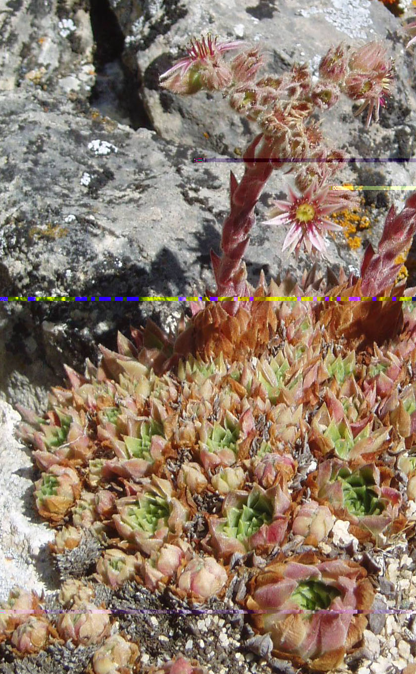 Copia (2) de sempervivum cuevas del sil.jpg