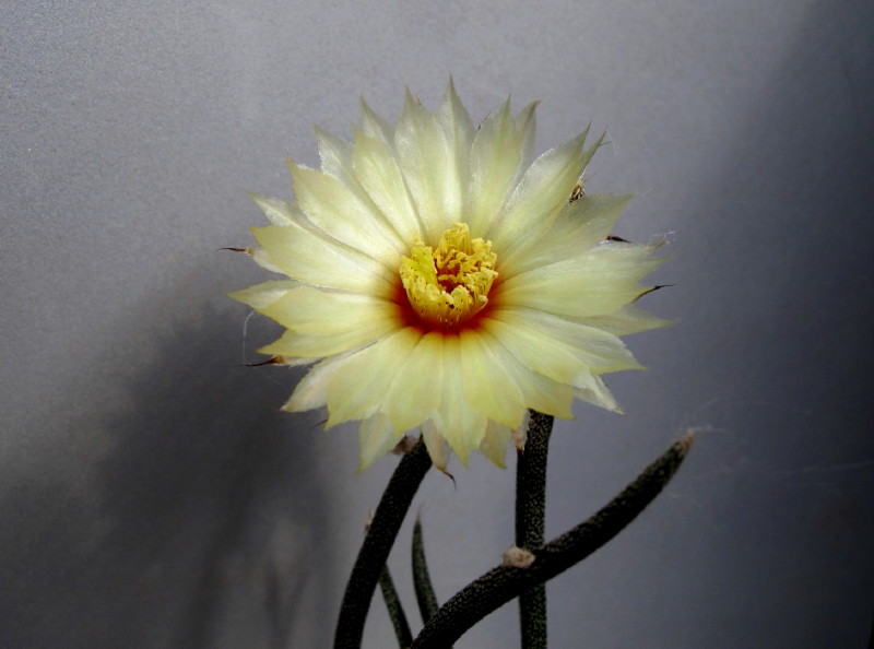 Astrophytum caput medusae