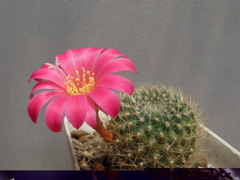 Rebutia minuscula senilis lilacinorosea (de Vicent)