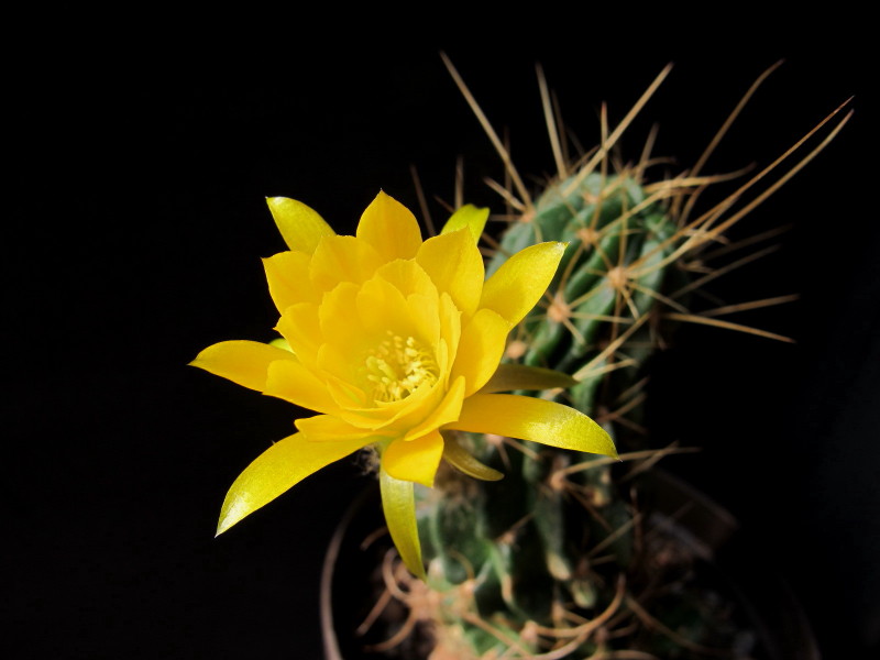 Lobivia maximiliana v. charazanensis