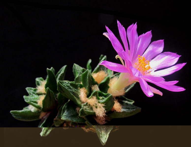 Ariocarpus scaphirostris