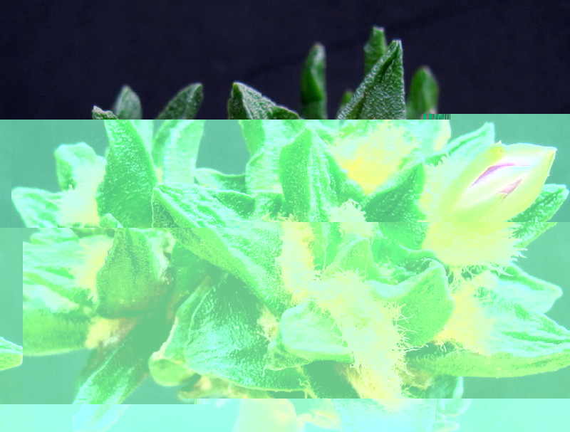 Ariocarpus scaphirostris (capullo)