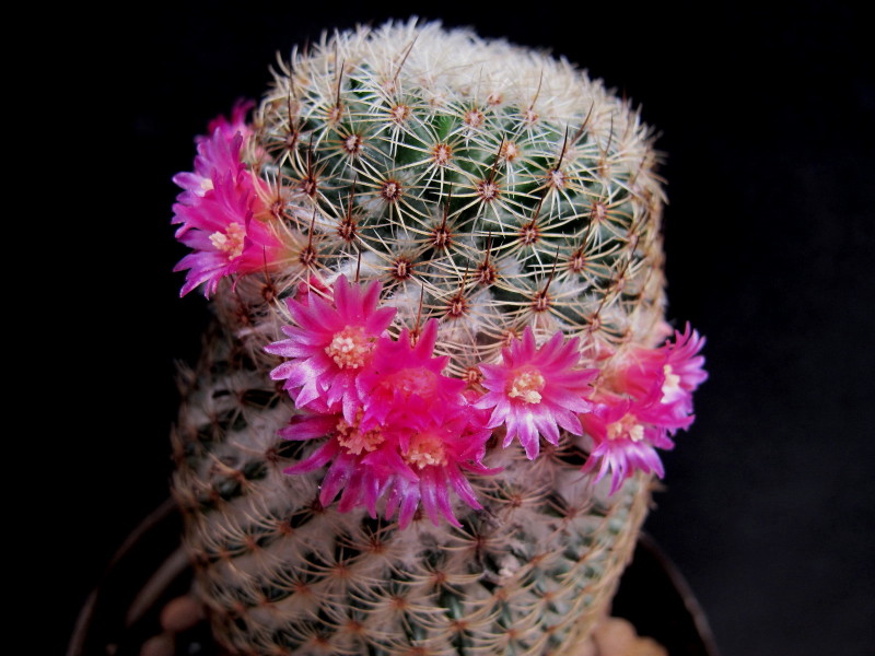 Mammillaria hutzilopochtli