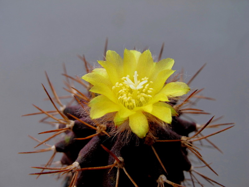 Uebelmannia buiningii