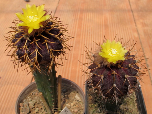 Uebelmannia buiningii
