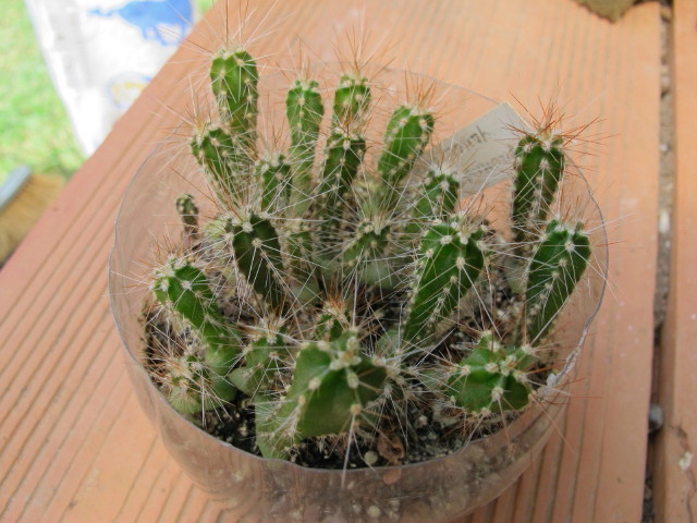 Columnar raro