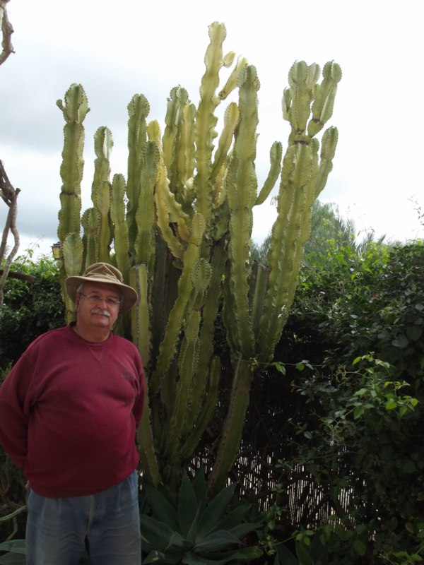 Euphorbia ingens