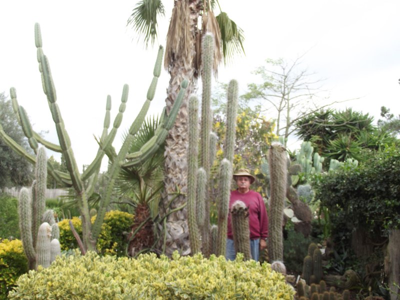 de izda a dcha: cereus validus, oreocereus hendriksenianus t O. celsianusc