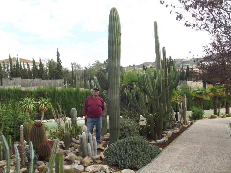 Echinopsis atacamensis, con 4 m.
