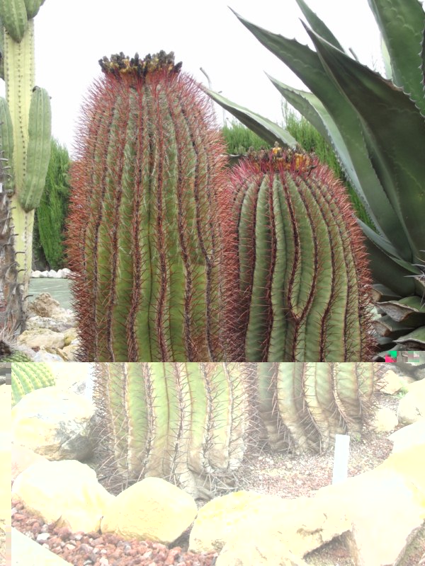 Un fero pilosus con más de  m.